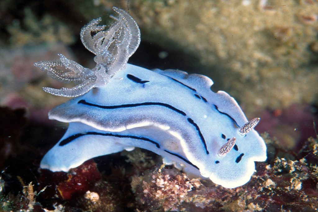 Thankfully nudibranchs are hermaphrodites so are ready to reproduce at ...