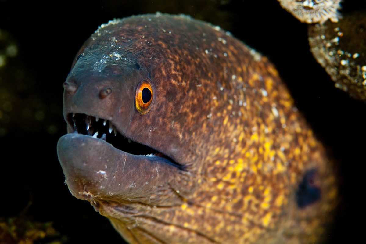 Moray Eel - 5 Dive Sites to Explore in Amuk Bay, Bali