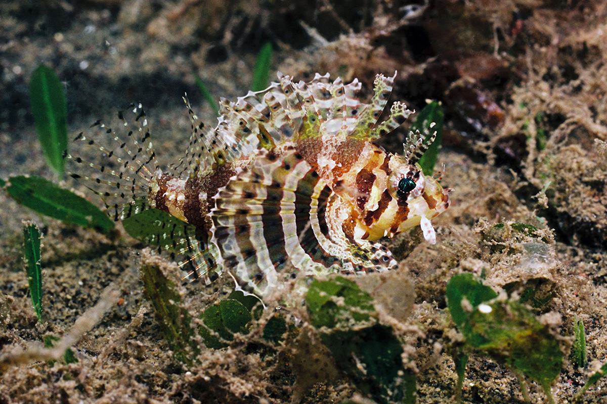 Lionfish - 5 Dive Sites to Explore in Amuk Bay, Bali