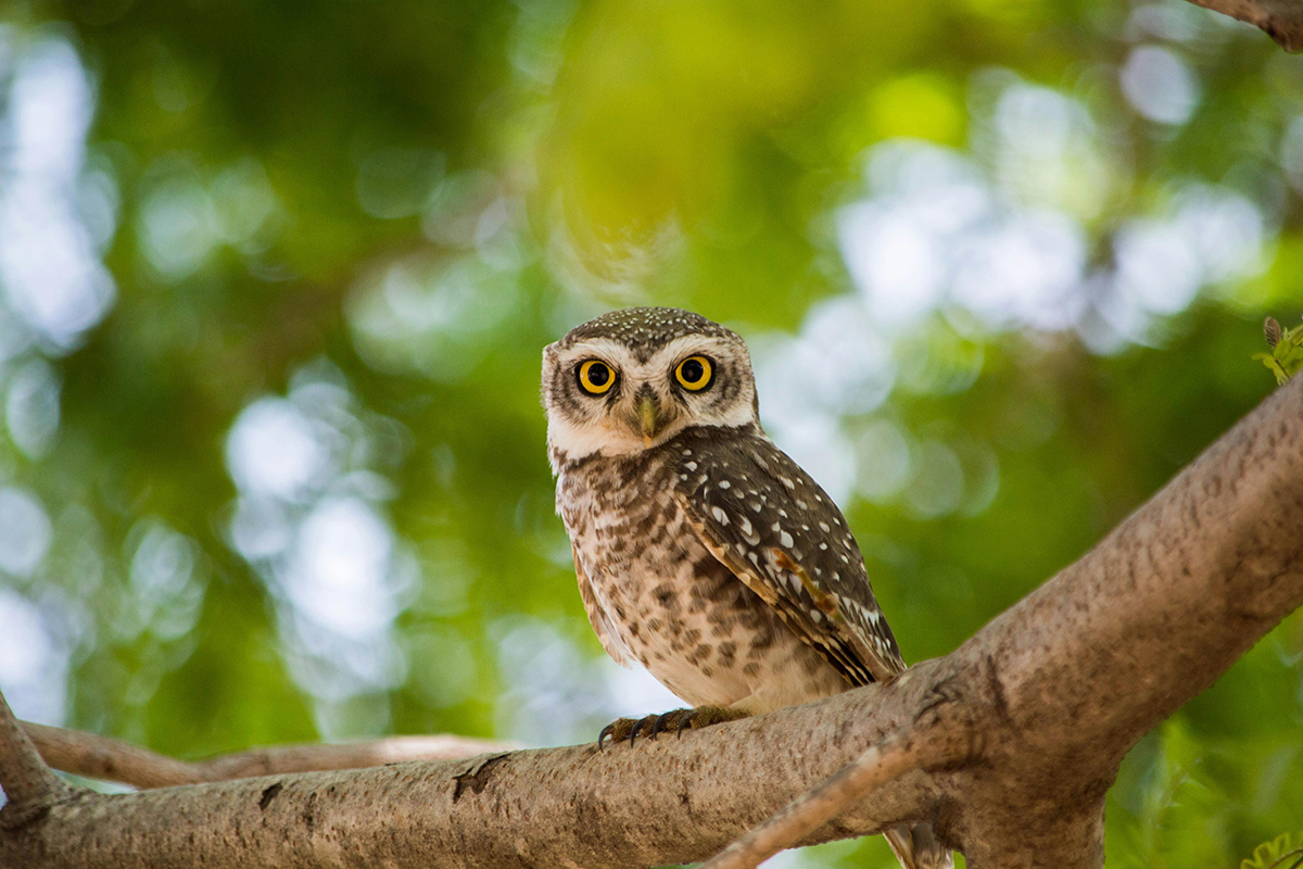 You Might See These Animals in Candidasa, Bali