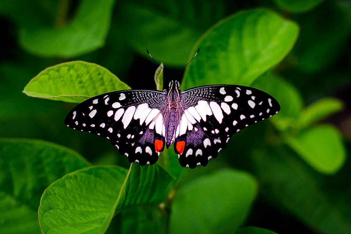 You Might See These Animals in Candidasa, Bali