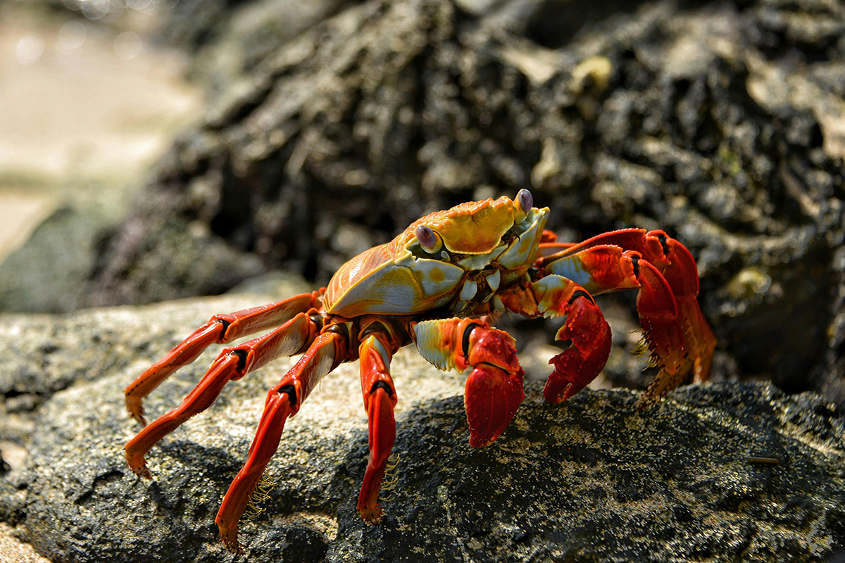 You Might See These Animals in Candidasa, Bali